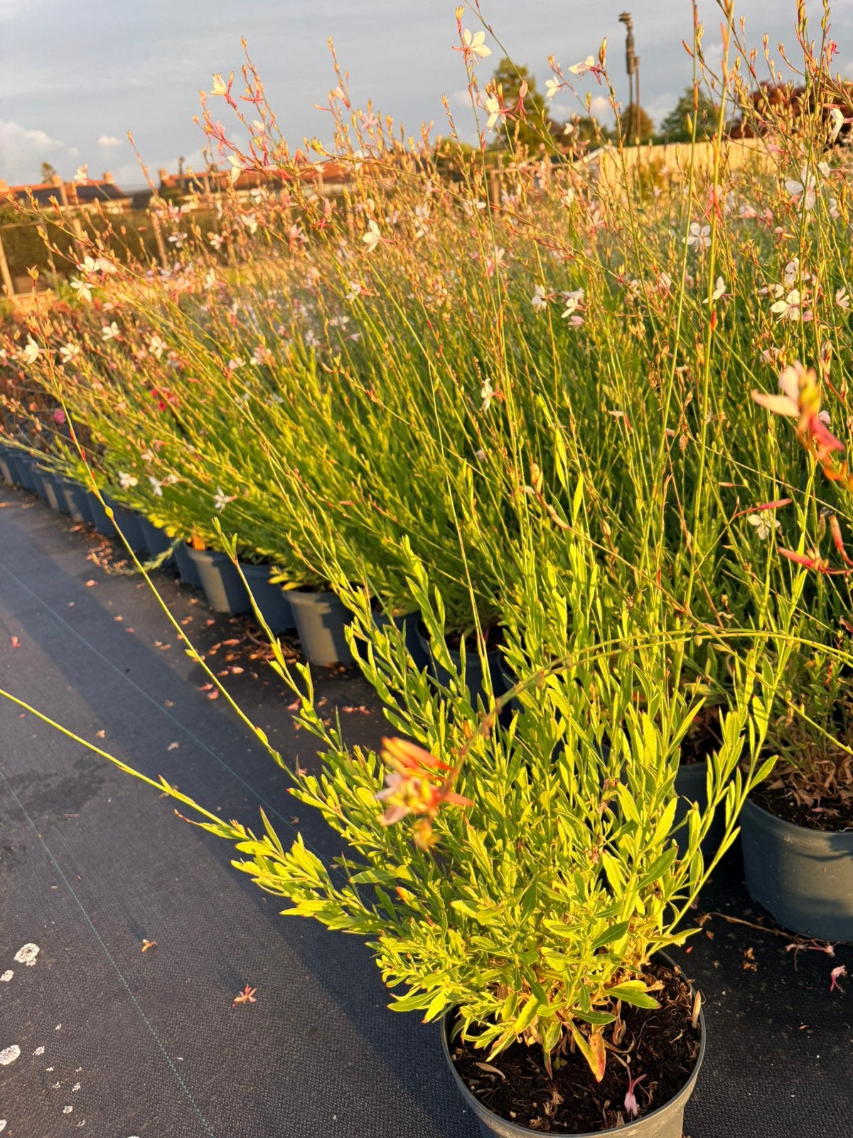 Gaura lindheimeri 'Whirling Butterflies', Tuin en Terras, Ophalen, Overige soorten, Volle zon
