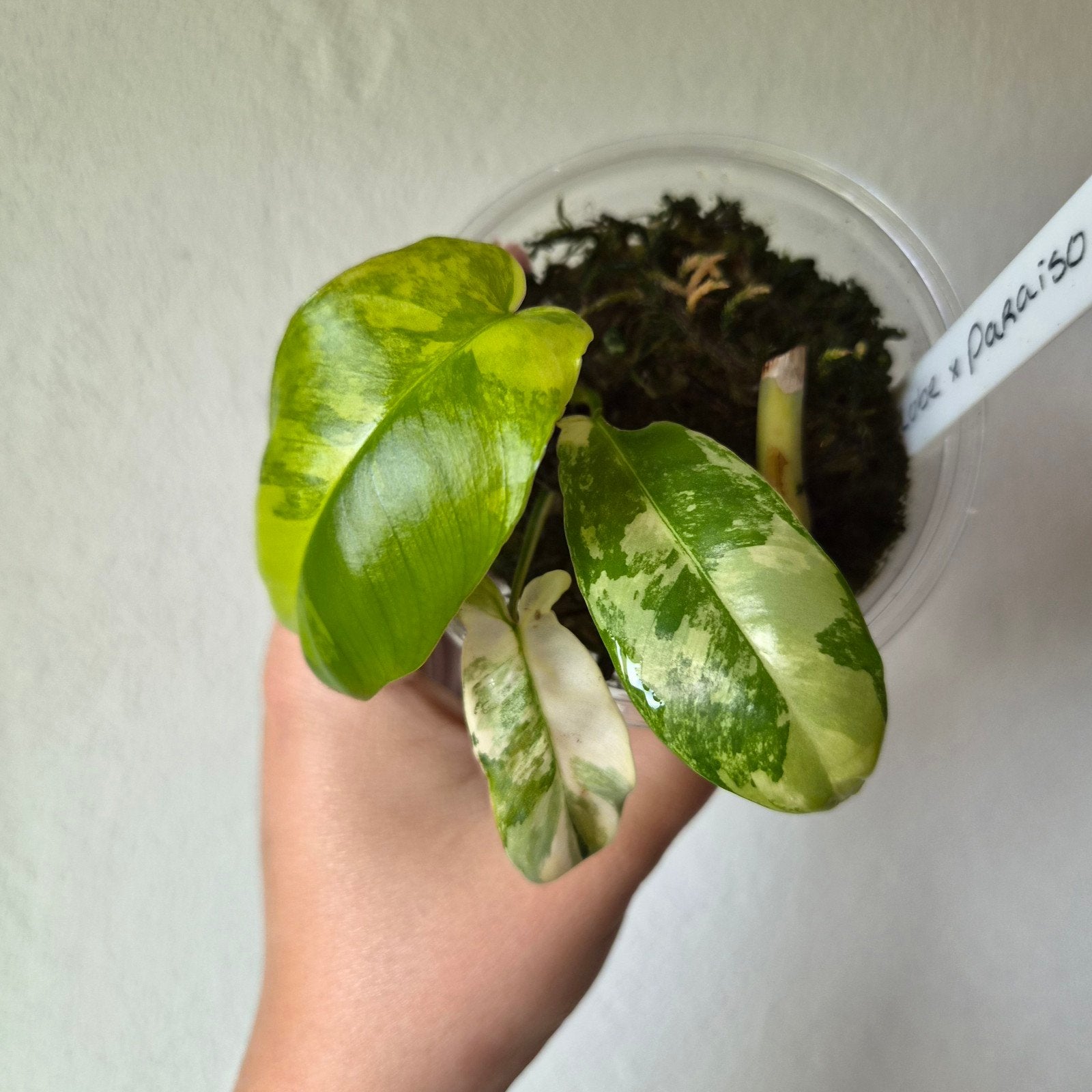 Philodendron Florida Beauty x Paraiso Verde, Huis en Inrichting, Kamerplanten, Ophalen of Verzenden