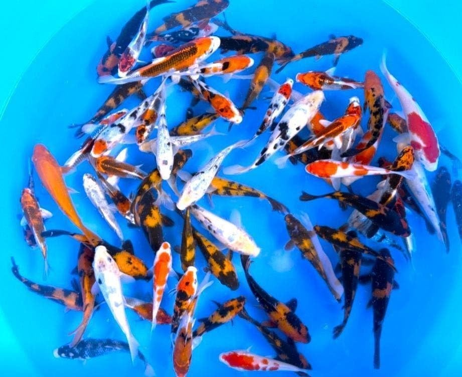 Jonge Japankoi TOSIA, koi in eerste levensjaar, Dieren en Toebehoren, Vissen | Vijvervissen, Karper of Koi