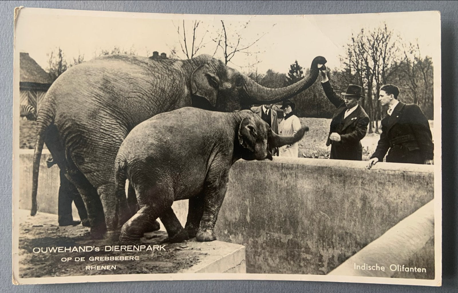 Ouwehand's Dierenpark Rhenen - Indische Olifanten (1936), Verzenden, 1920 tot 1940, Gelopen, Buiten Europa