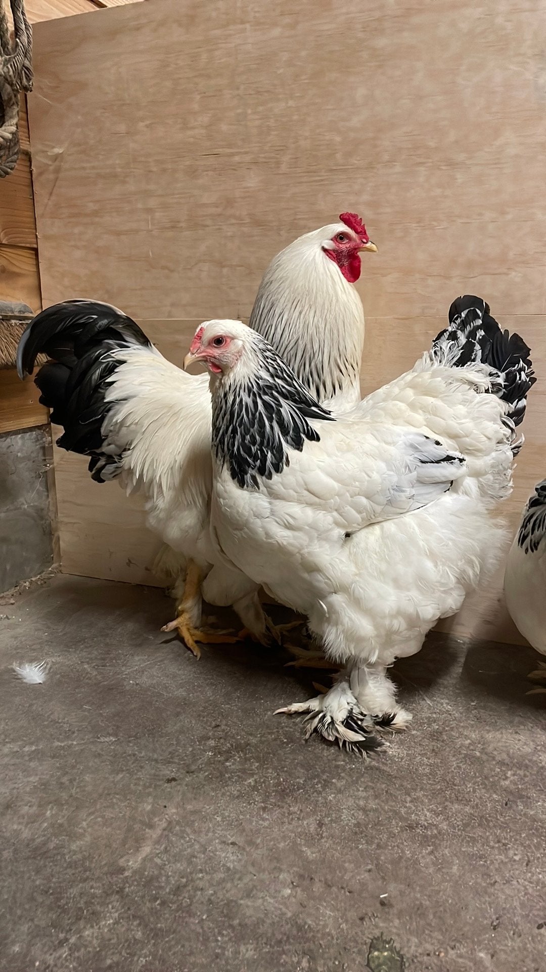 Broedeieren van onze prachtige brahma columbia, Dieren en Toebehoren, Pluimvee, Geslacht onbekend, Kip
