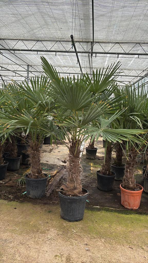 Mega deal! Trachycarpus fortunei 200cm - potmaat 40, Volle zon, Ophalen of Verzenden, 100 tot 250 cm, Zomer