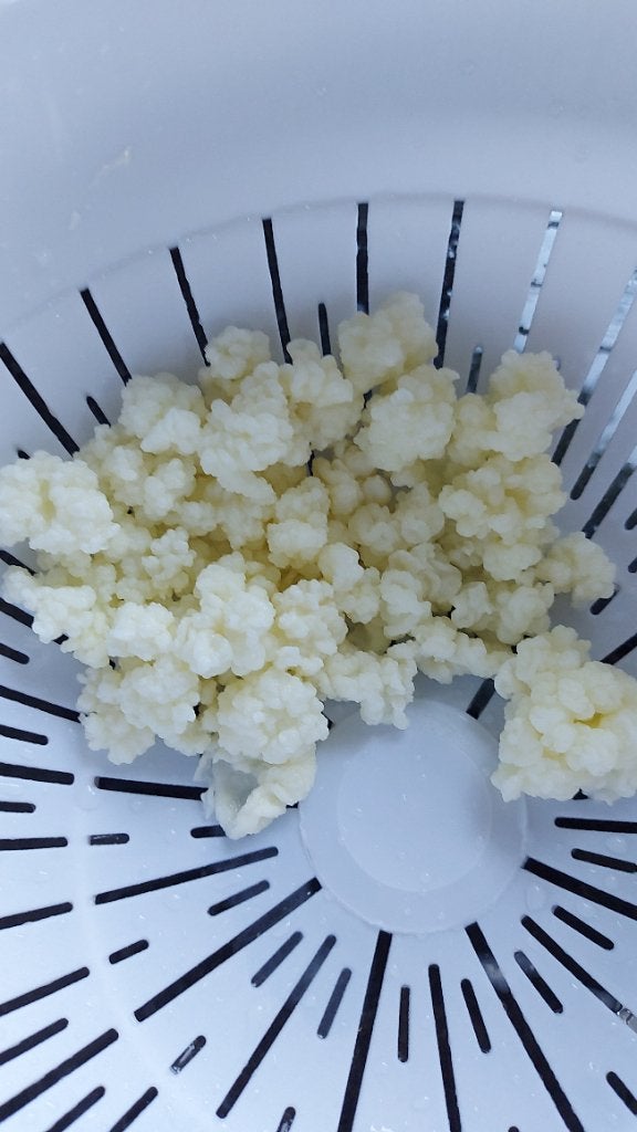 Melkkefir korrels, Ophalen