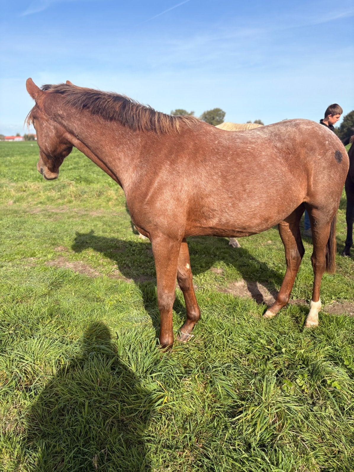 Super knappe appaloosa merrie 2,5 jaar, Merrie, Minder dan 160 cm, Met stamboom, 0 tot 2 jaar