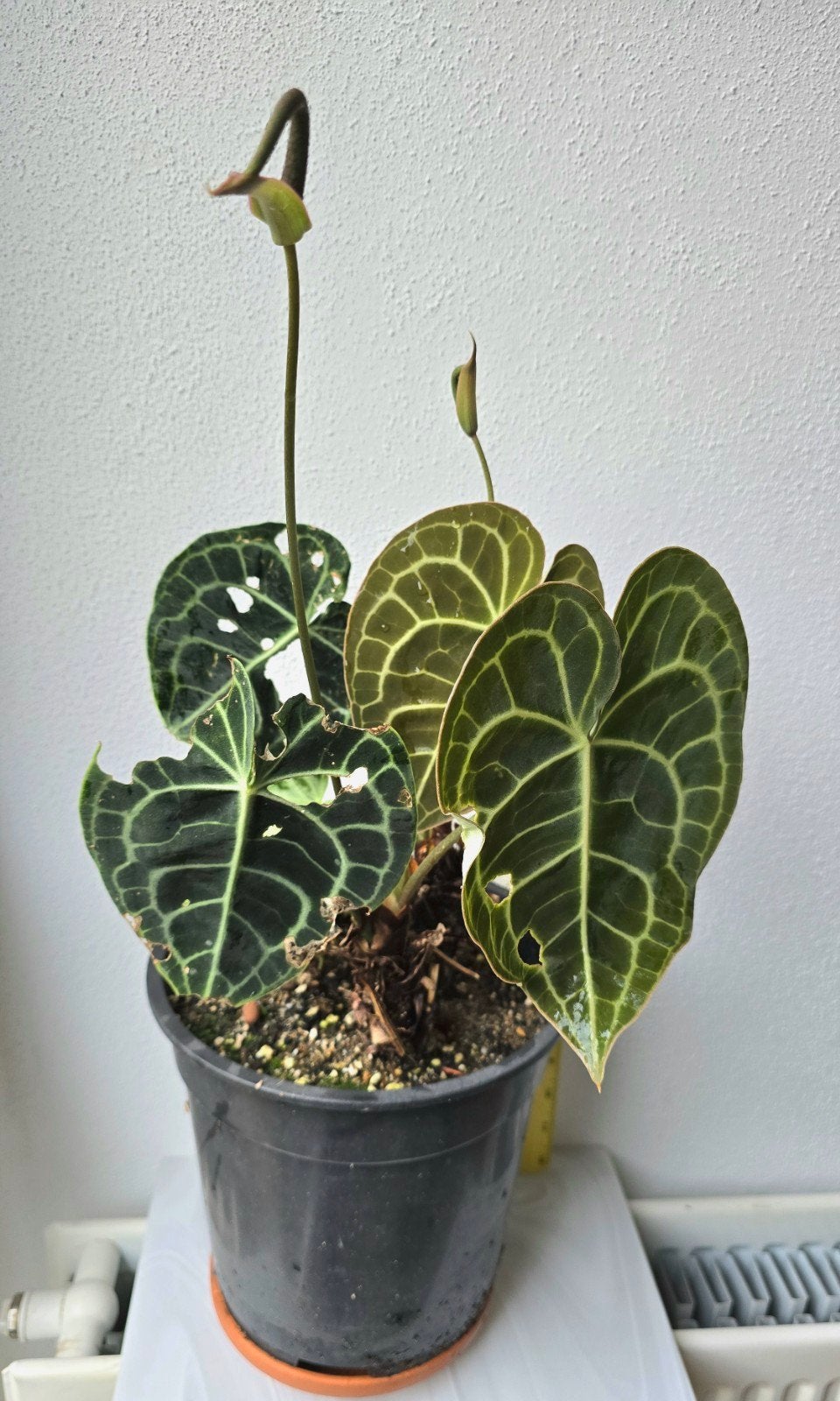 Anthurium Clarinervium, Huis en Inrichting, Ophalen, Halfschaduw, Minder dan 100 cm