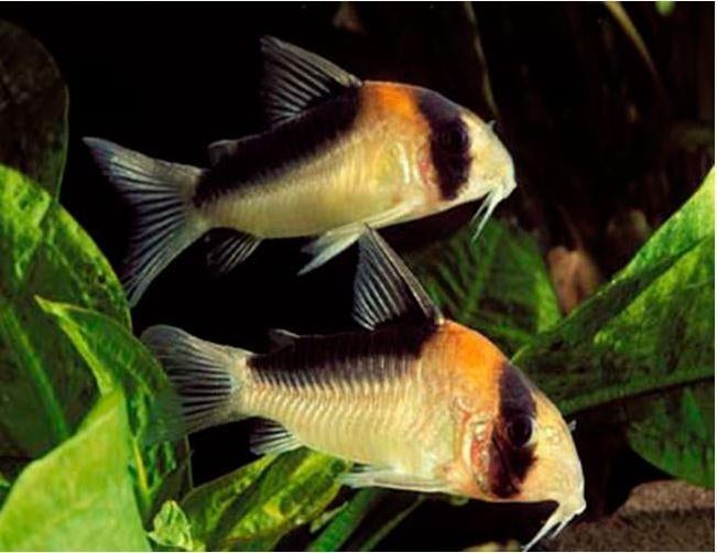 Corydoras adolfoi, Dieren en Toebehoren, Vissen | Aquariumvissen, Vis, Zoetwatervis, Schoolvis