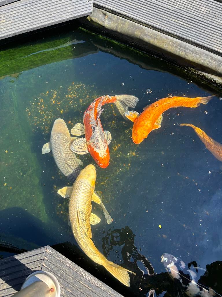 Koi karpers, Karper of Koi