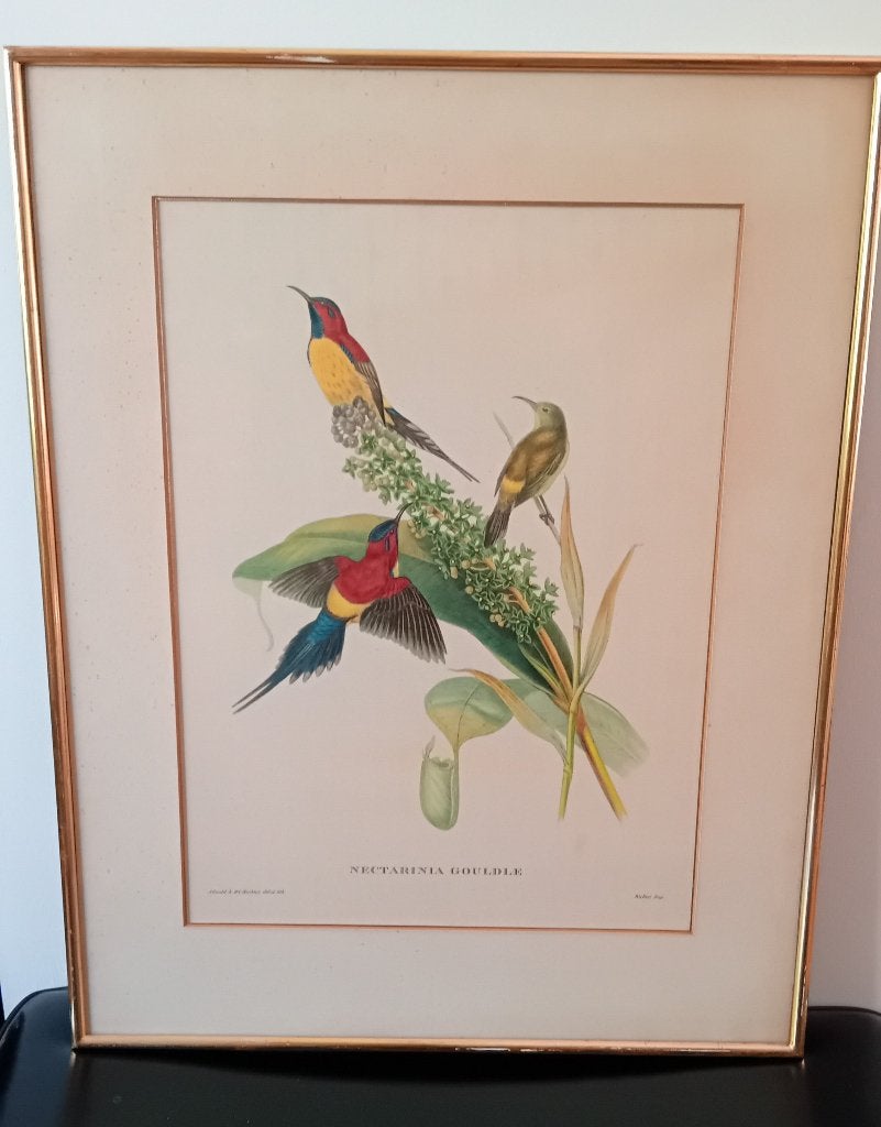 John Gould, Nectarinia Gouldiae, Antiek en Kunst, Kunst | Schilderijen | Klassiek, Dieren, Vintage, Print, Papier, Achter glas