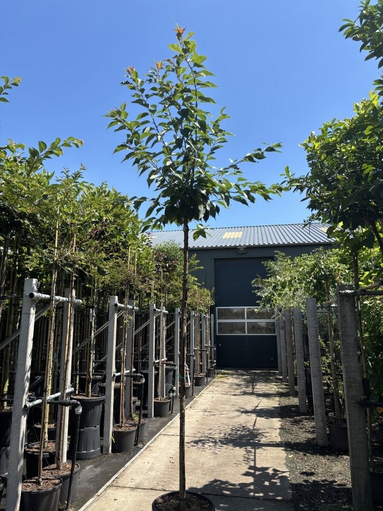 Prunus serrulata ‘Kanzan’ vanaf €79,99 – ca. 220 cm, Halfschaduw, Ophalen of Verzenden, Lente, In pot