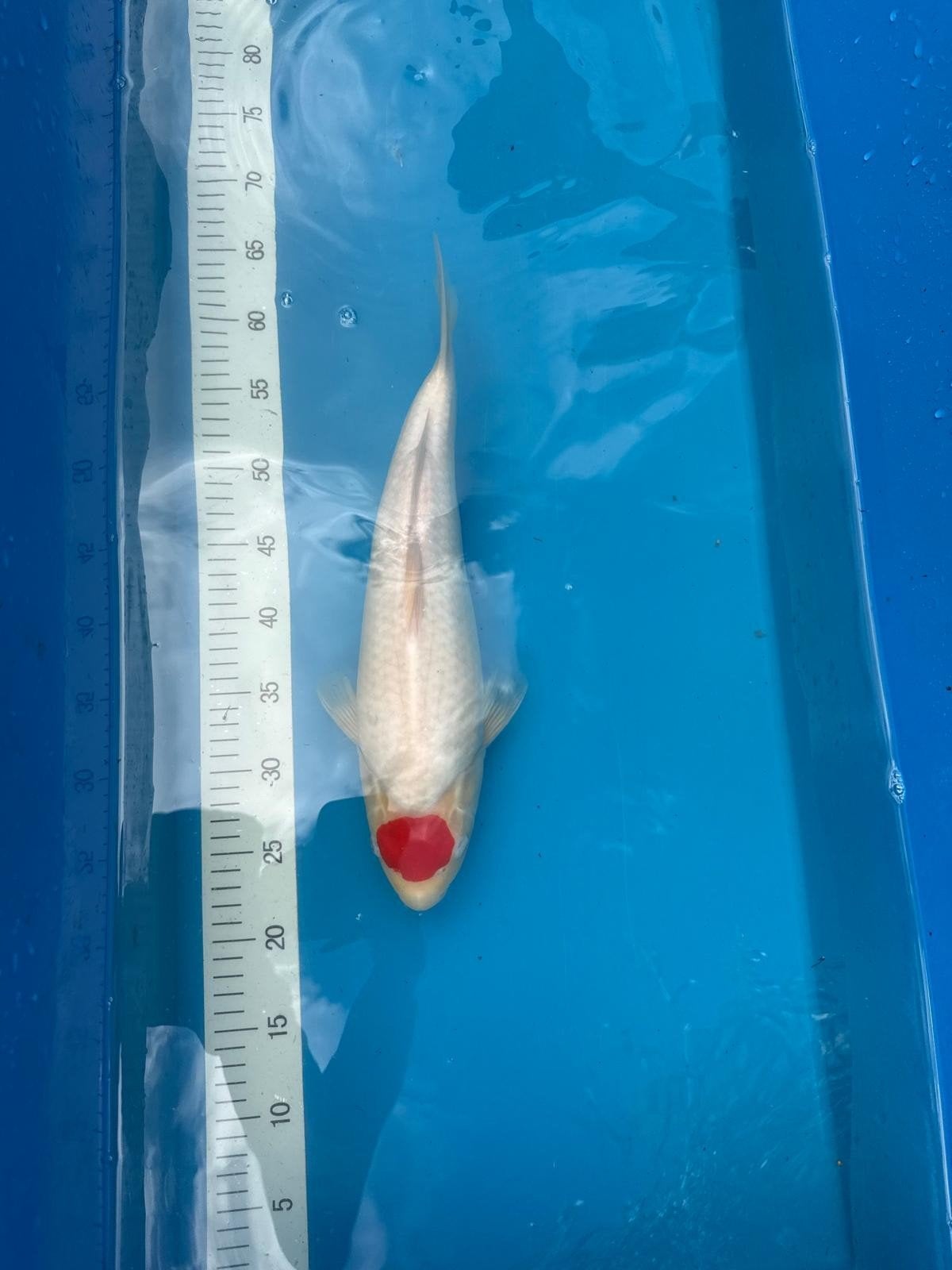 koi tancho, Karper of Koi