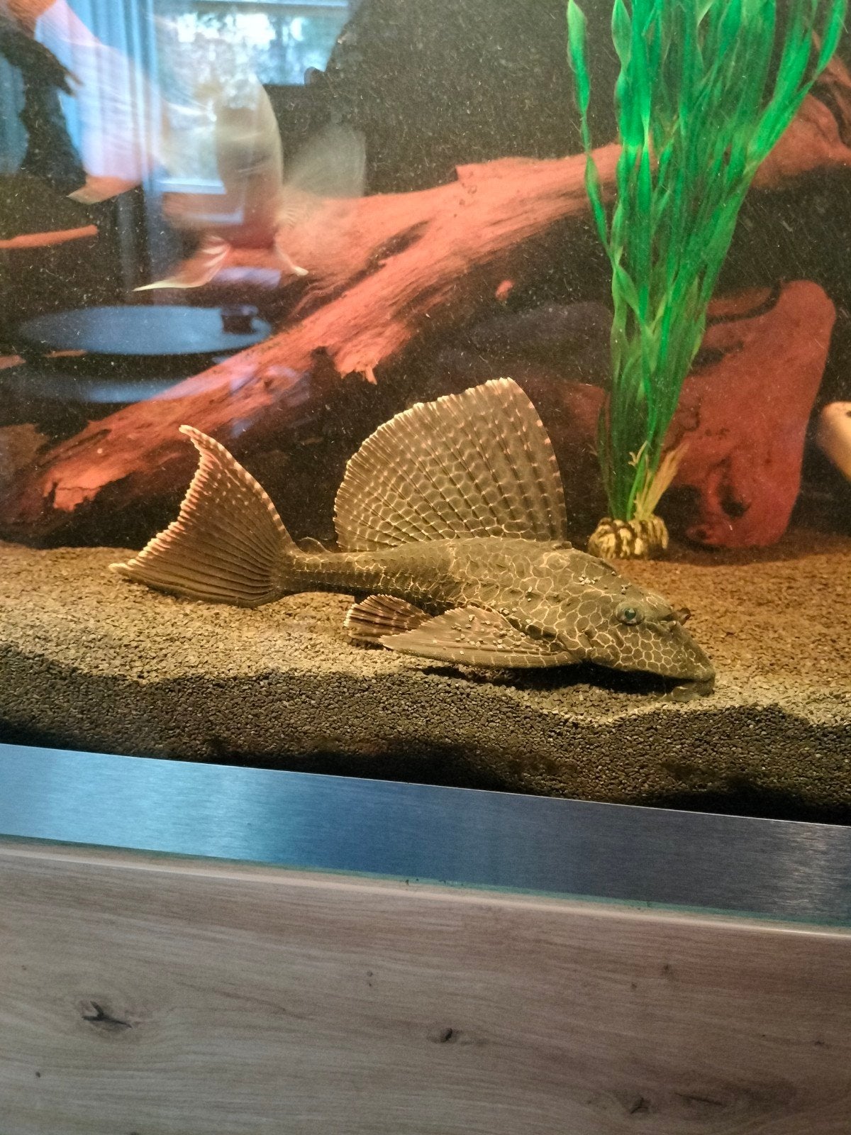 Tekoop grote zelvin pleco, Dieren en Toebehoren, Vis, Zoetwatervis
