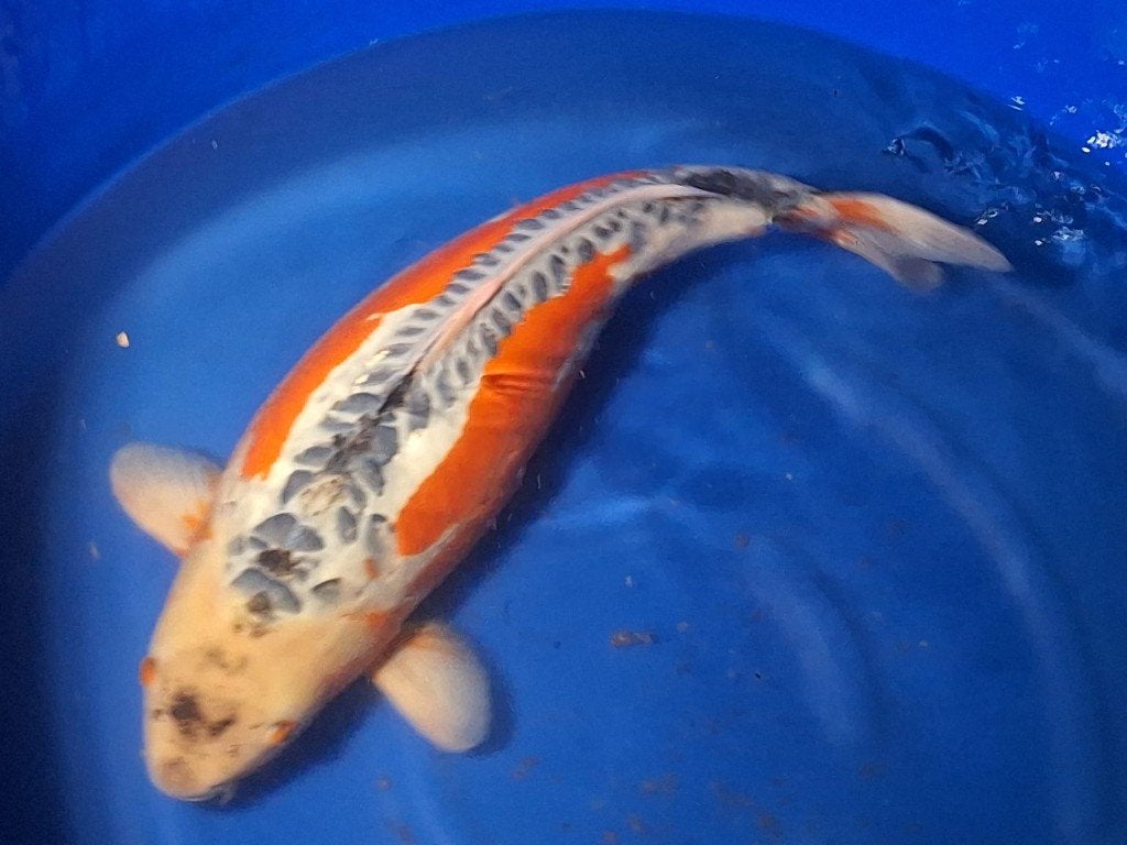 schiterende shuisui female OGATA koi farm 76cm certificaat, Karper of Koi
