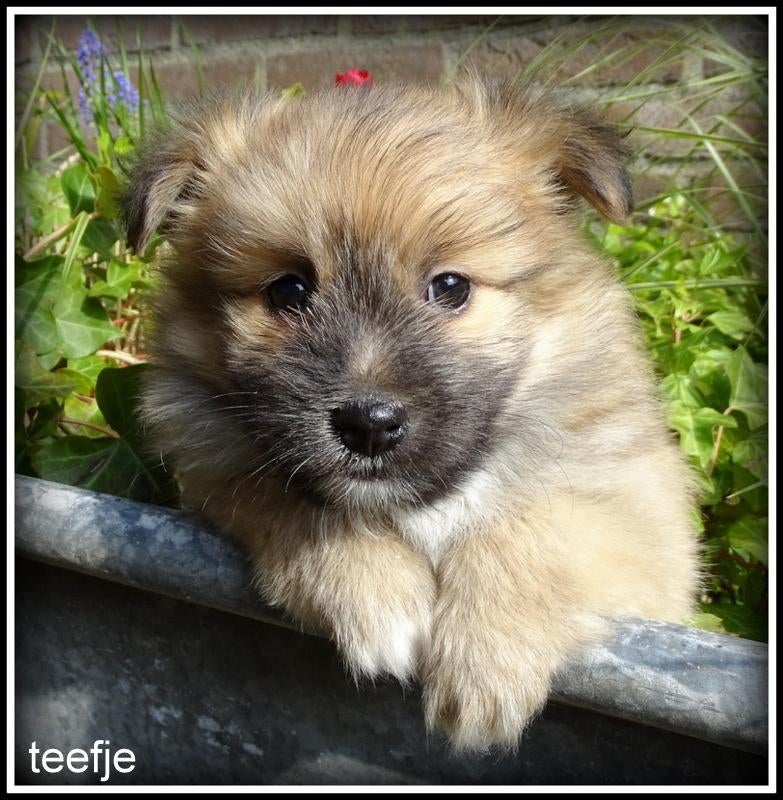 Pomeriaan x Boomer kruising pups, Nederland, Parvo, Overige rassen, 8 tot 15 weken