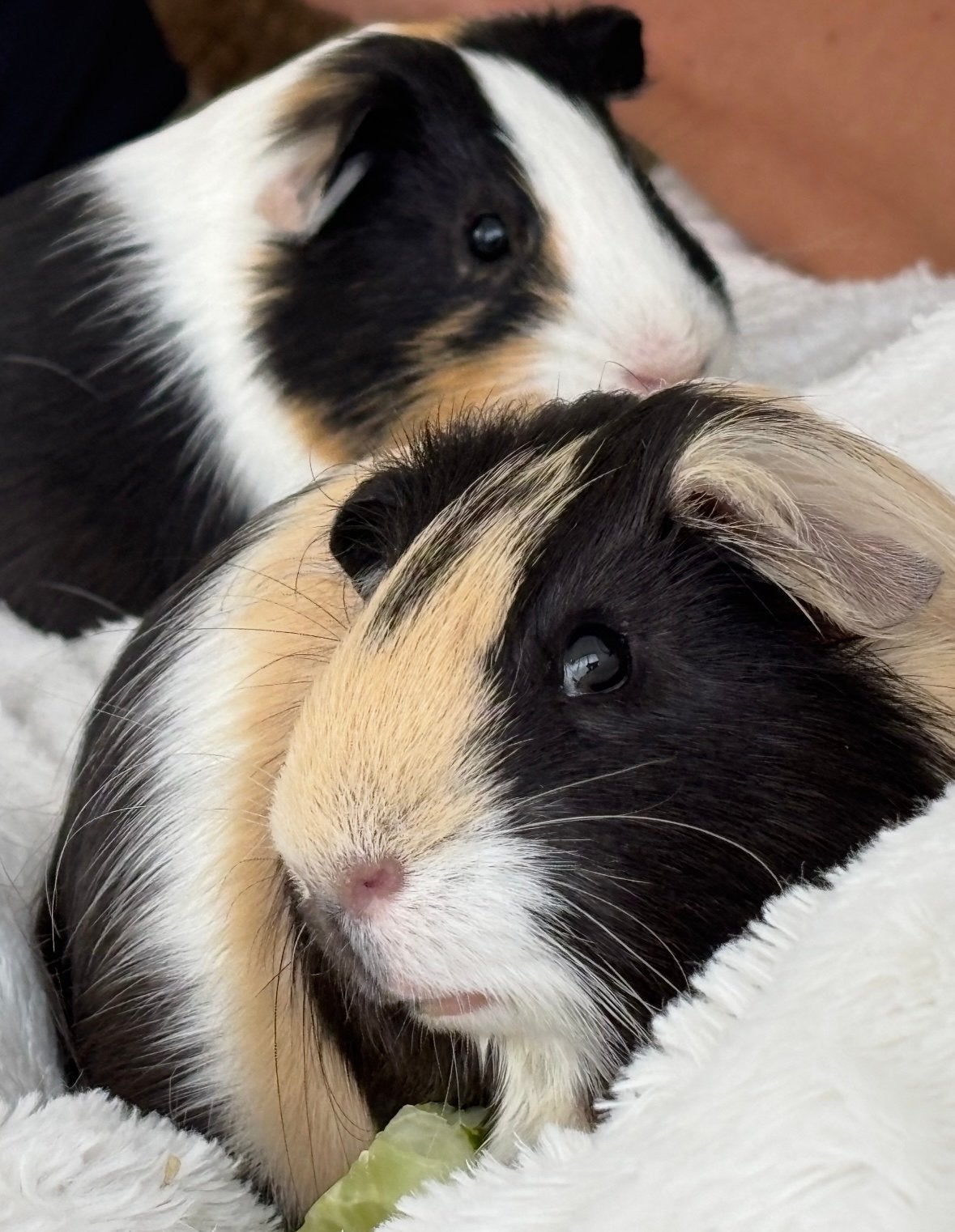 Cavia’s incl. splinternieuwe kooi, Dieren en Toebehoren, Cavia, Mannelijk, Januari, Tam