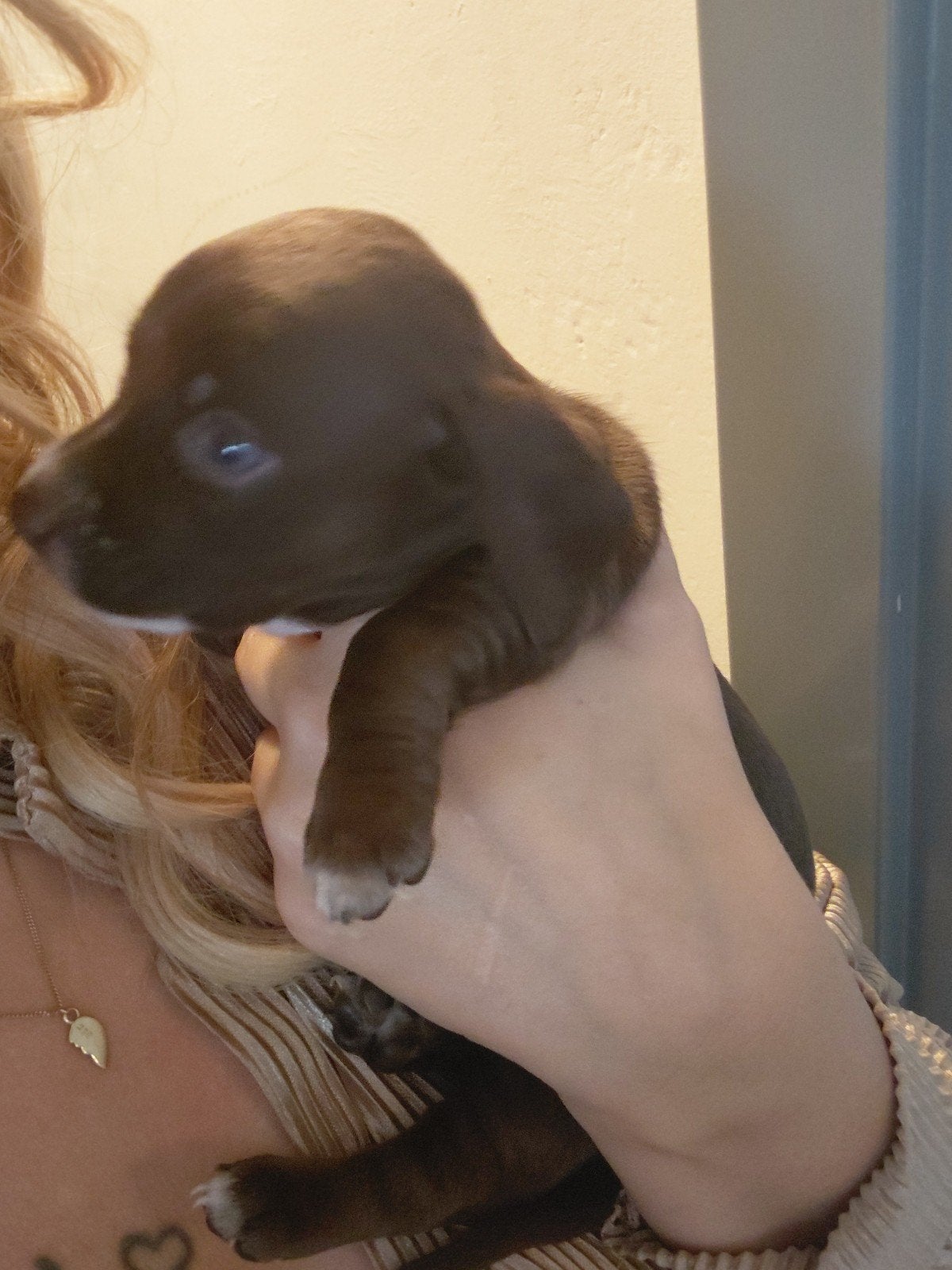 prachtige teckel pups, Dieren en Toebehoren, 8 tot 15 weken, Korthaar, Dwerg, Meerdere