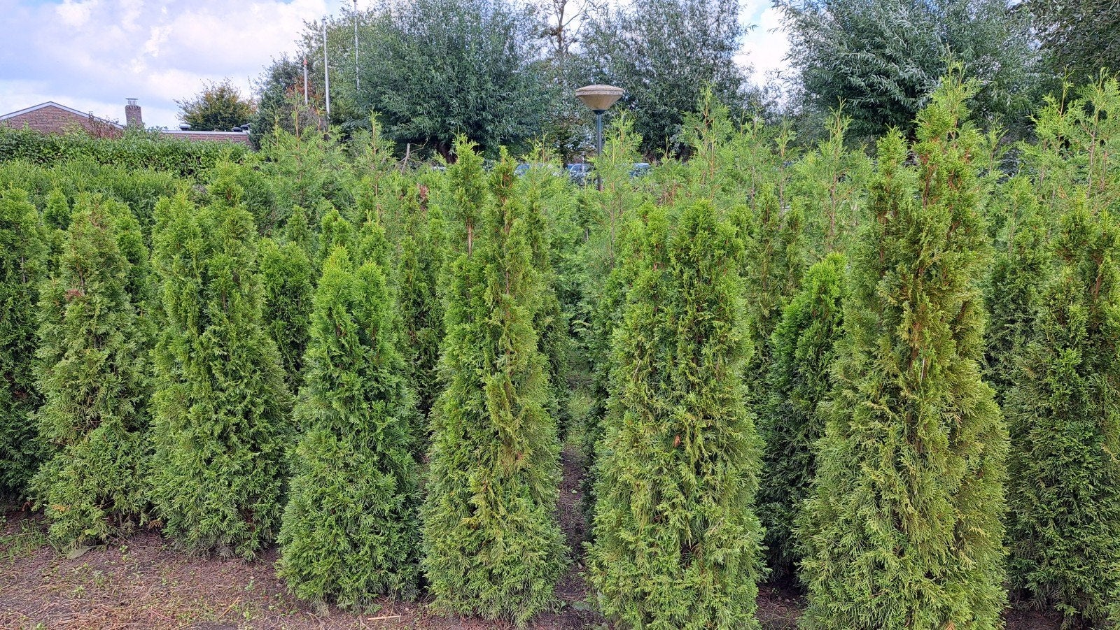 Thuja Smaragd = Westerse levensboom van 140-200+, Ophalen, Bloeit niet, Halfschaduw, Overige soorten