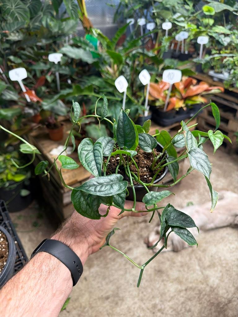 Monstera Siltepecana - Zeldzame Klimplant - Pot 13 cm, Ophalen of Verzenden