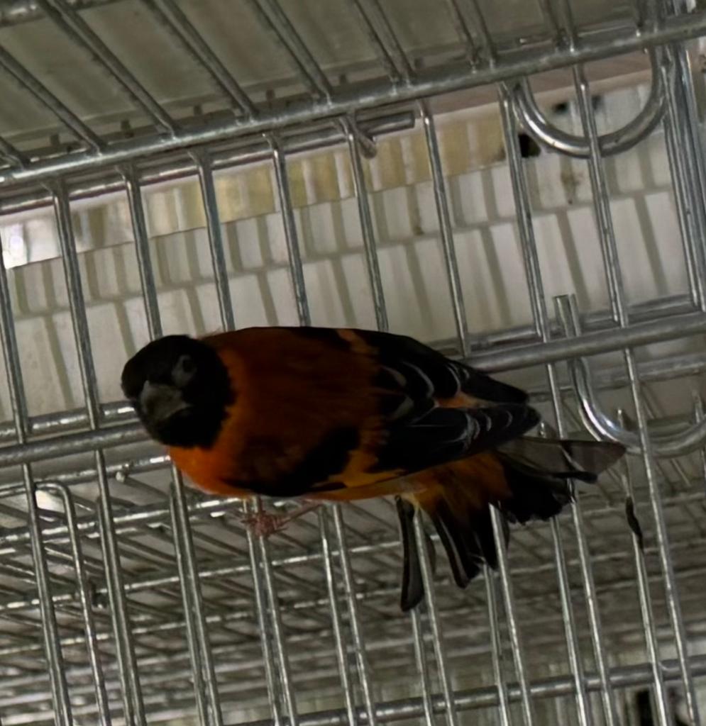Sijzen kapoetensijzen Man, Mannelijk, Wildzangvogel, Geringd