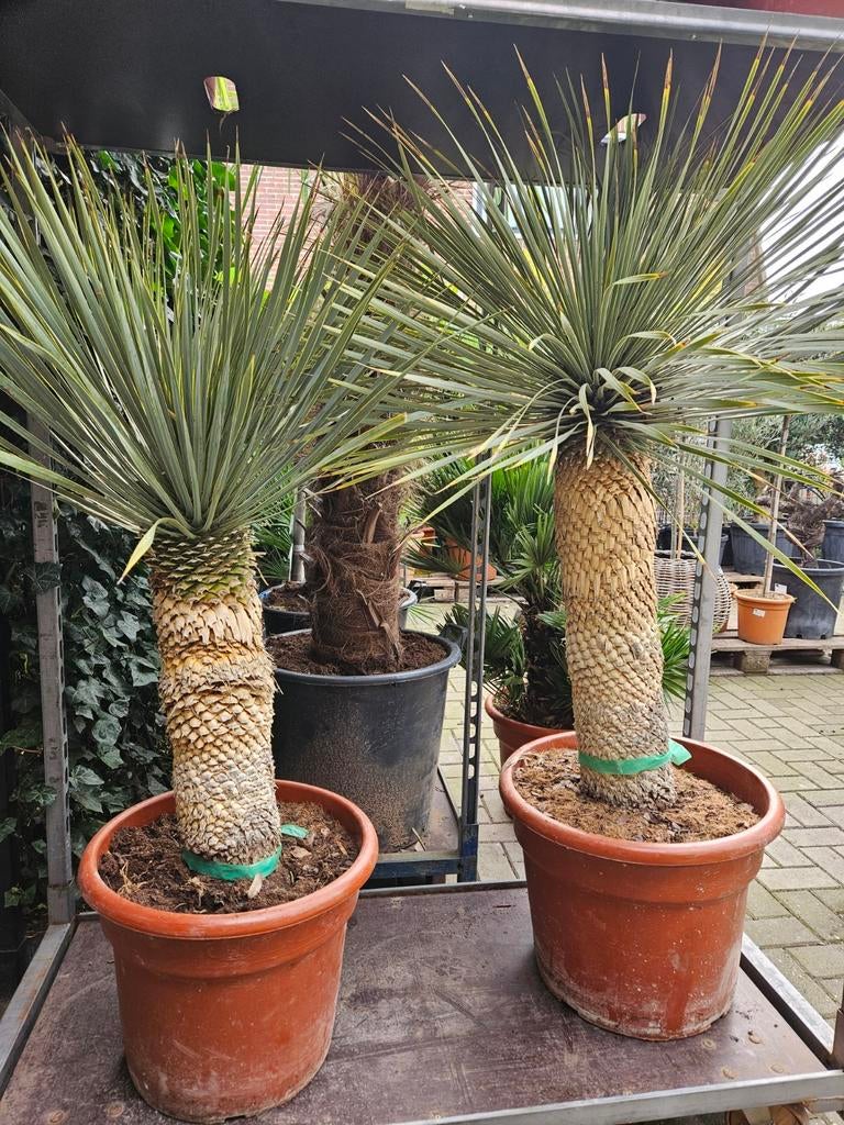 Yucca Rostrata foto 1 - 90cm stam - 349 euro, Volle zon, 100 tot 250 cm, Zomer, Overige soorten