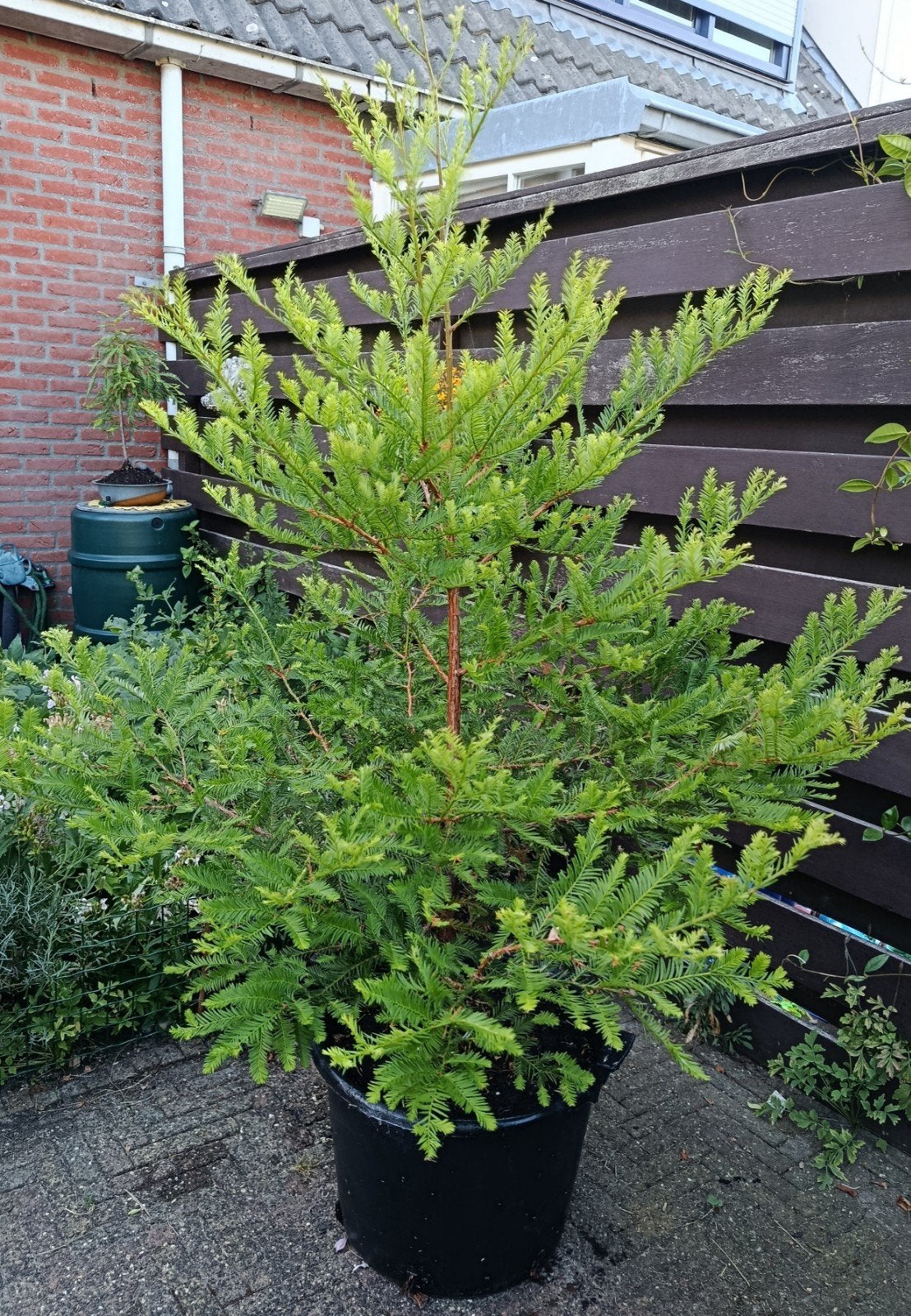 Sequoia sempervirens Coast Redwood en Sequoia giganteum,, Bloeit niet, Overige soorten, 100 tot 250 cm, Ophalen