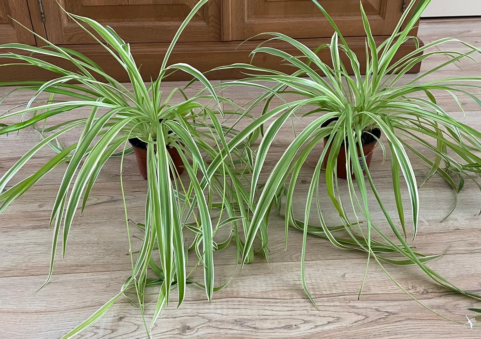 Twee Spider plant/Chlorophytum comosum, Ophalen, Halfschaduw, Minder dan 100 cm