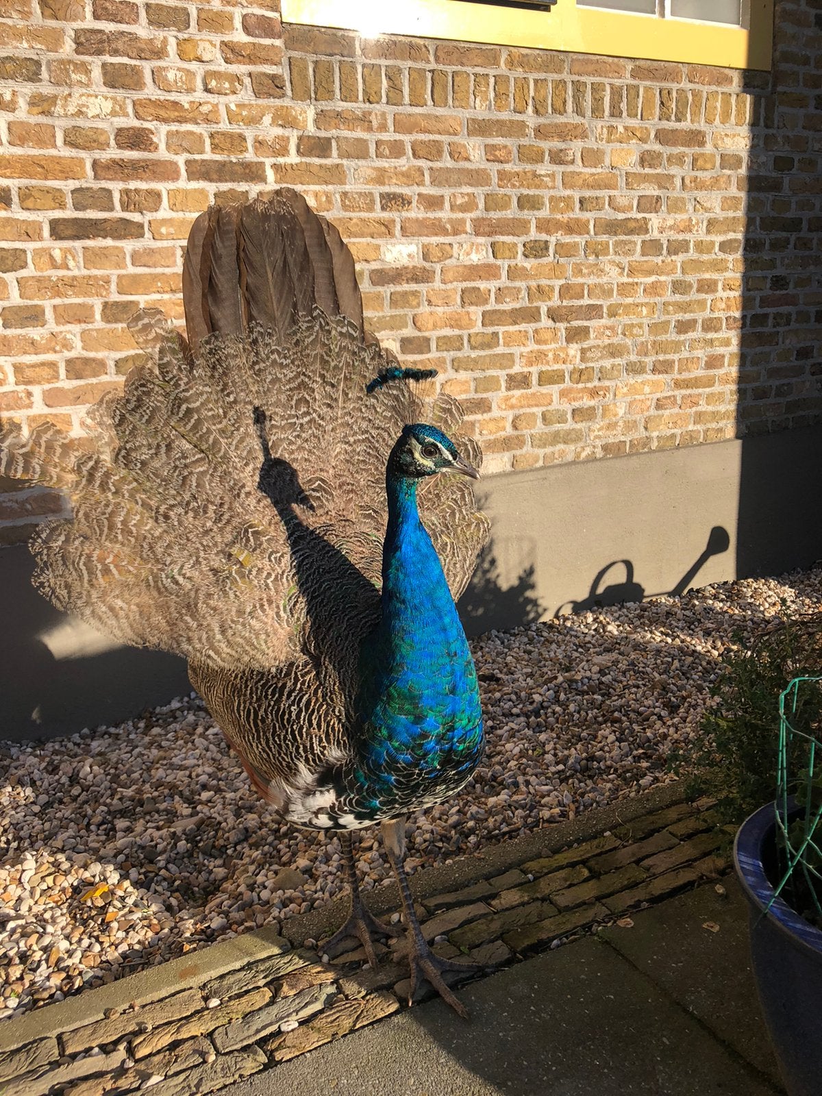 pauwen, Dieren en Toebehoren, Vogels | Overige Vogels, Mannelijk
