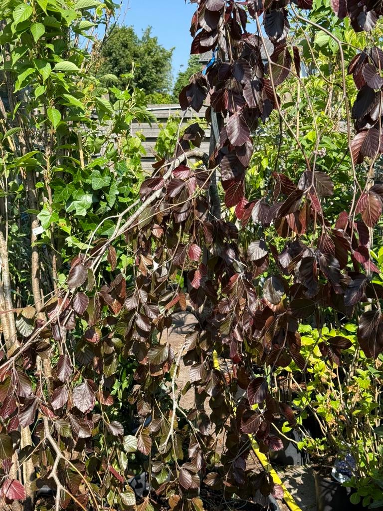 Fagus sylv purple fountain  paarse treur beuk vorm appart, Tuin en Terras, Planten | Bomen, Ophalen, Bloeit niet, Halfschaduw