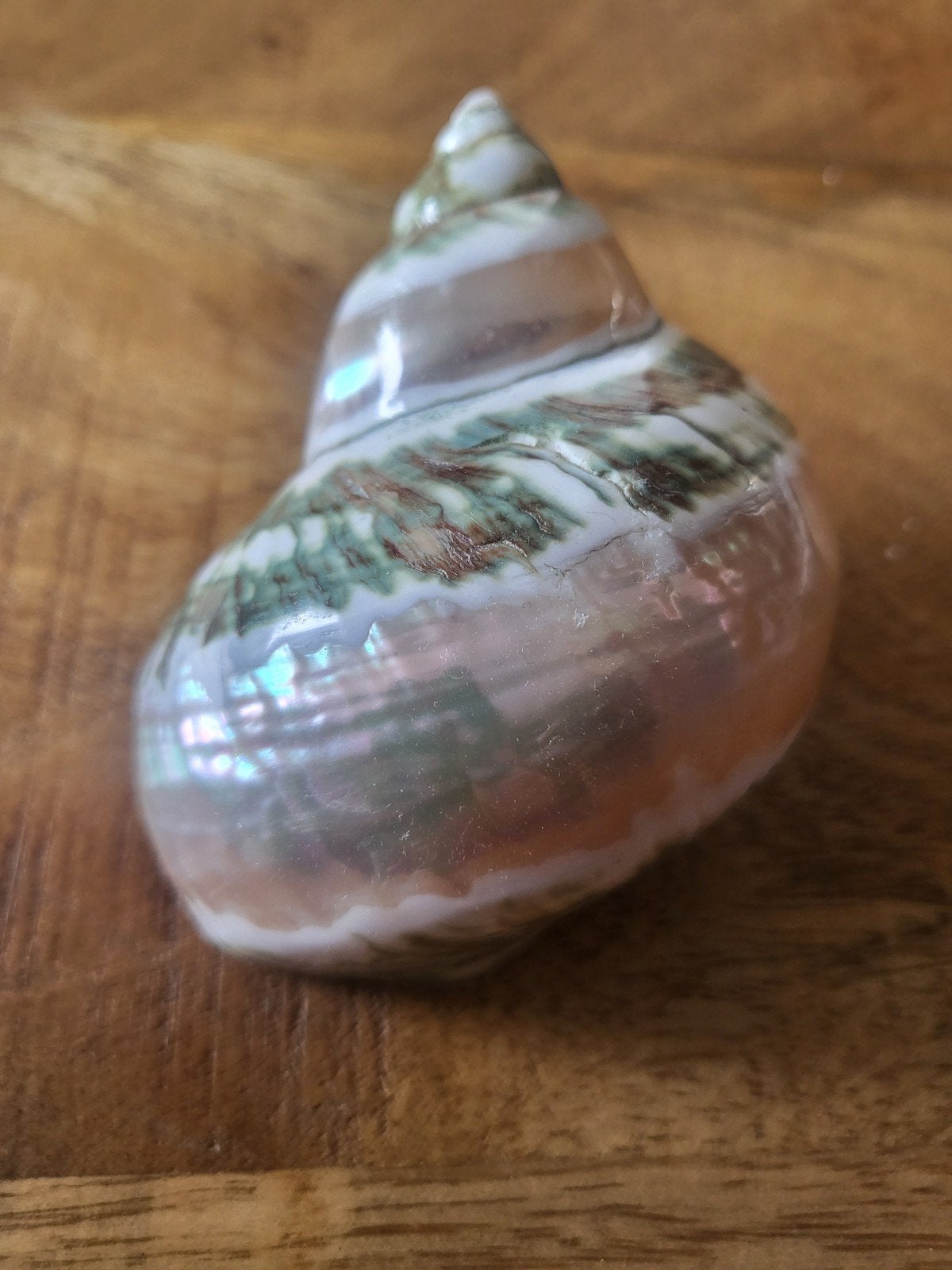 Twee schelpen, met bijzondere ringen  van parelmoer., Ophalen of Verzenden, Gebruikt