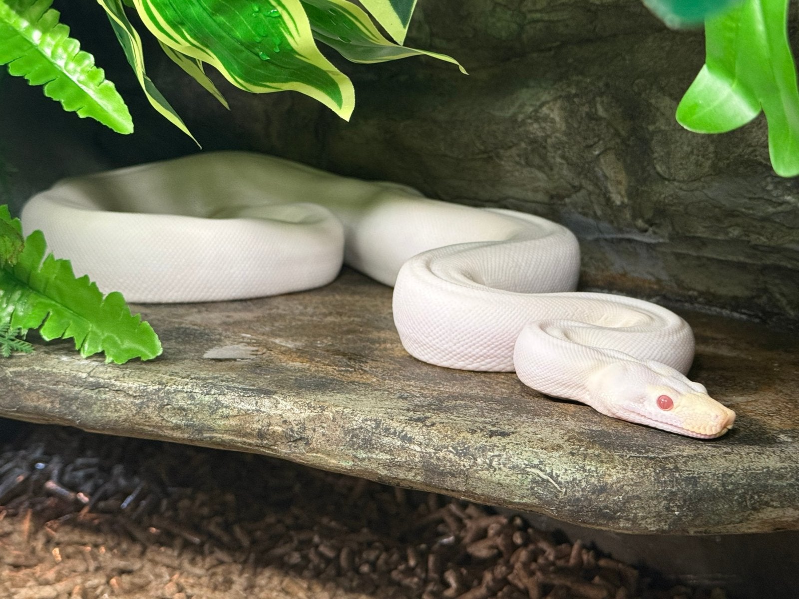 Boa constrictor.  Blizzard kahl albino rdr bea. 1.0., Slang, Tam, 0 tot 2 jaar