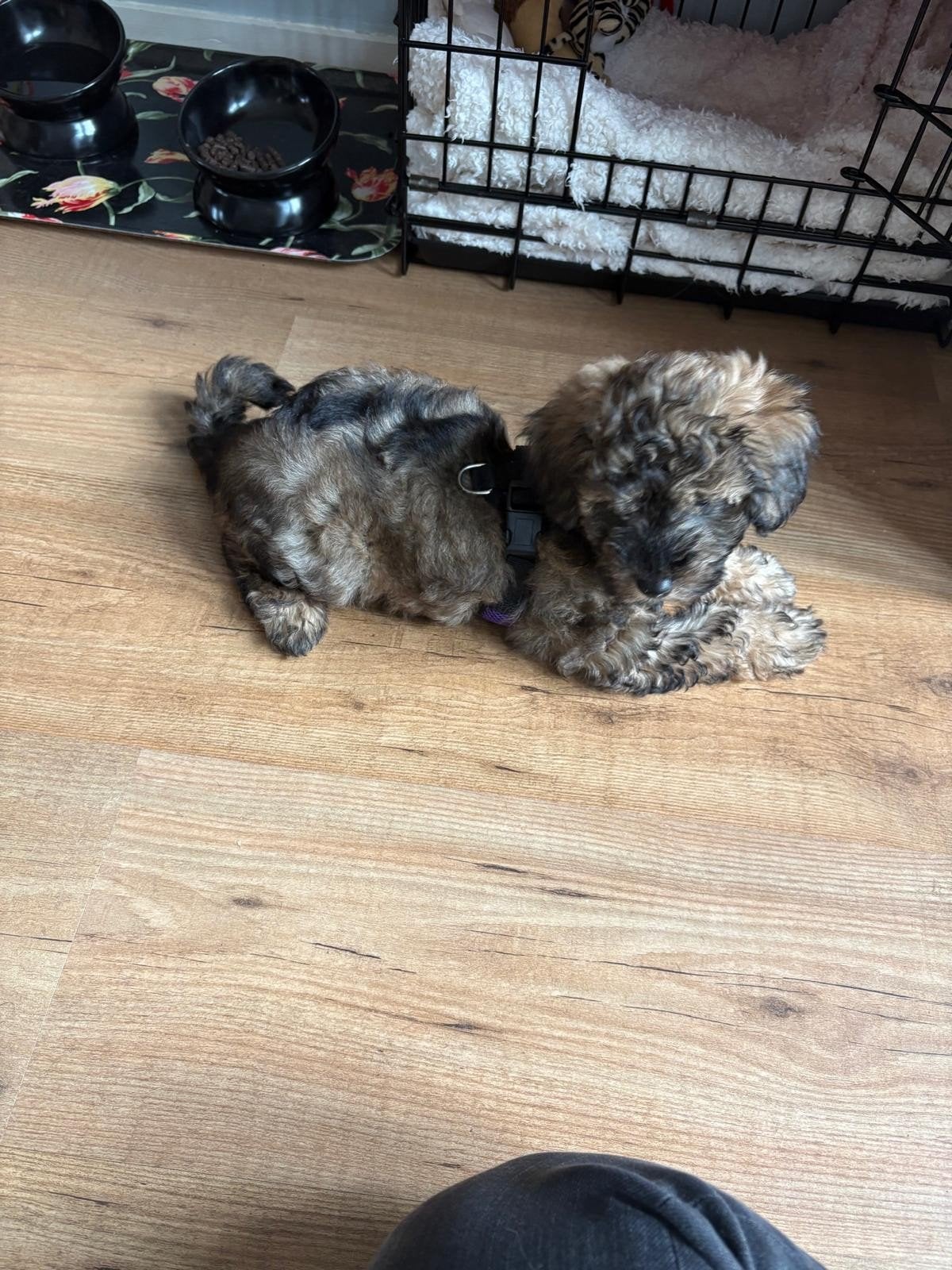 Toy poedel - mini labradoodle, pup teefje beschikbaar, HCC (leverziekte), 8 tot 15 weken, Teef, Eén hond