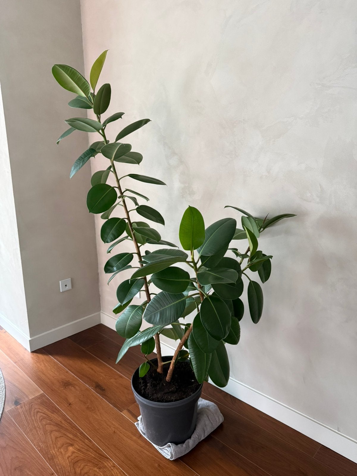 Ficus elastica, approx. 170 cm, in a black nursery pot, Ophalen, Ficus, Halfschaduw, 150 tot 200 cm