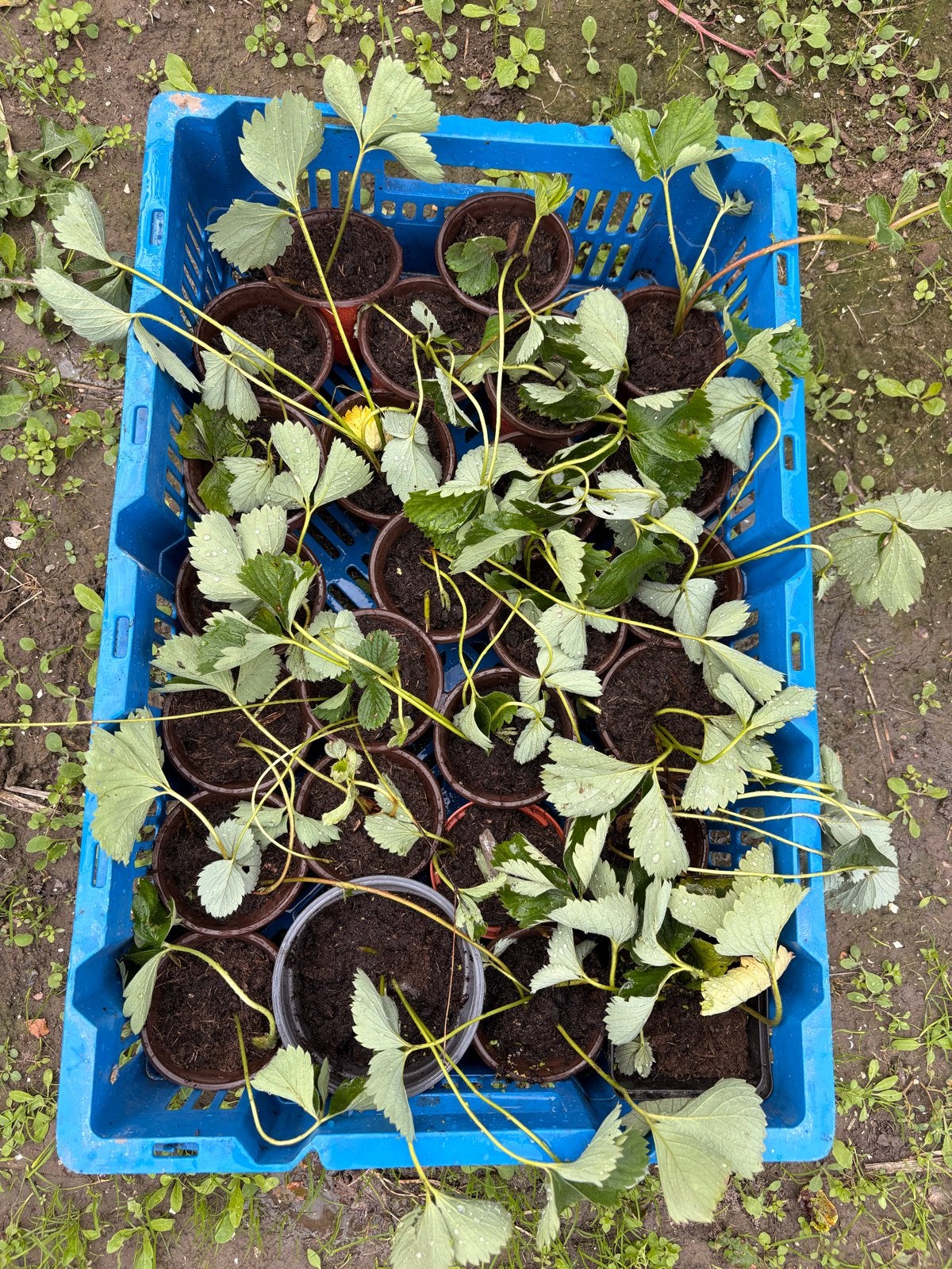 Unieke Aardbeienplantjes: Witte en Rode Aardbei, Volle zon, Vaste plant, Ophalen of Verzenden, Fruitplanten