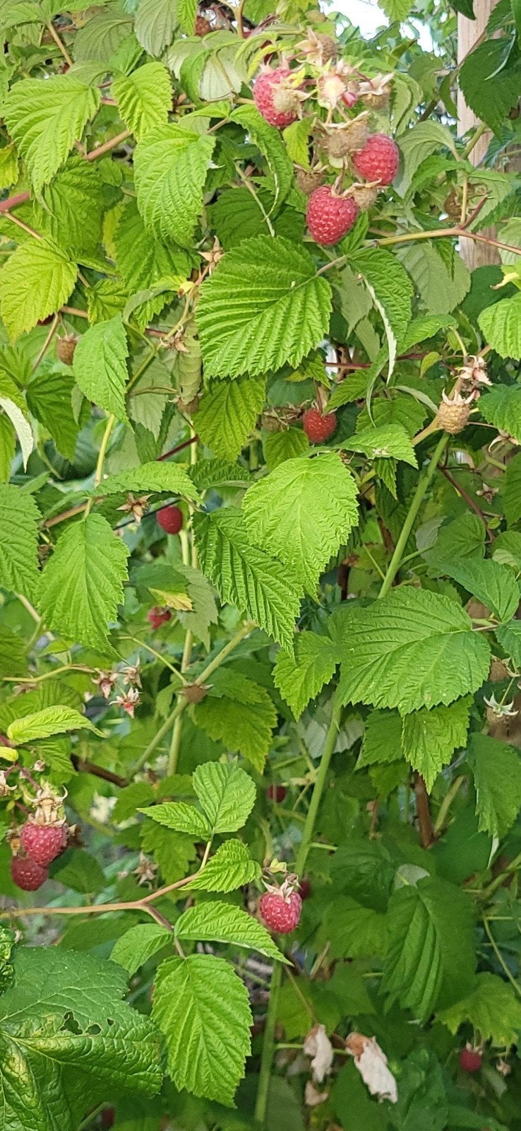 Frambozenplanten (geel en rood) - Vers en Biologisch, Ophalen, Volle zon, Vaste plant, Zomer