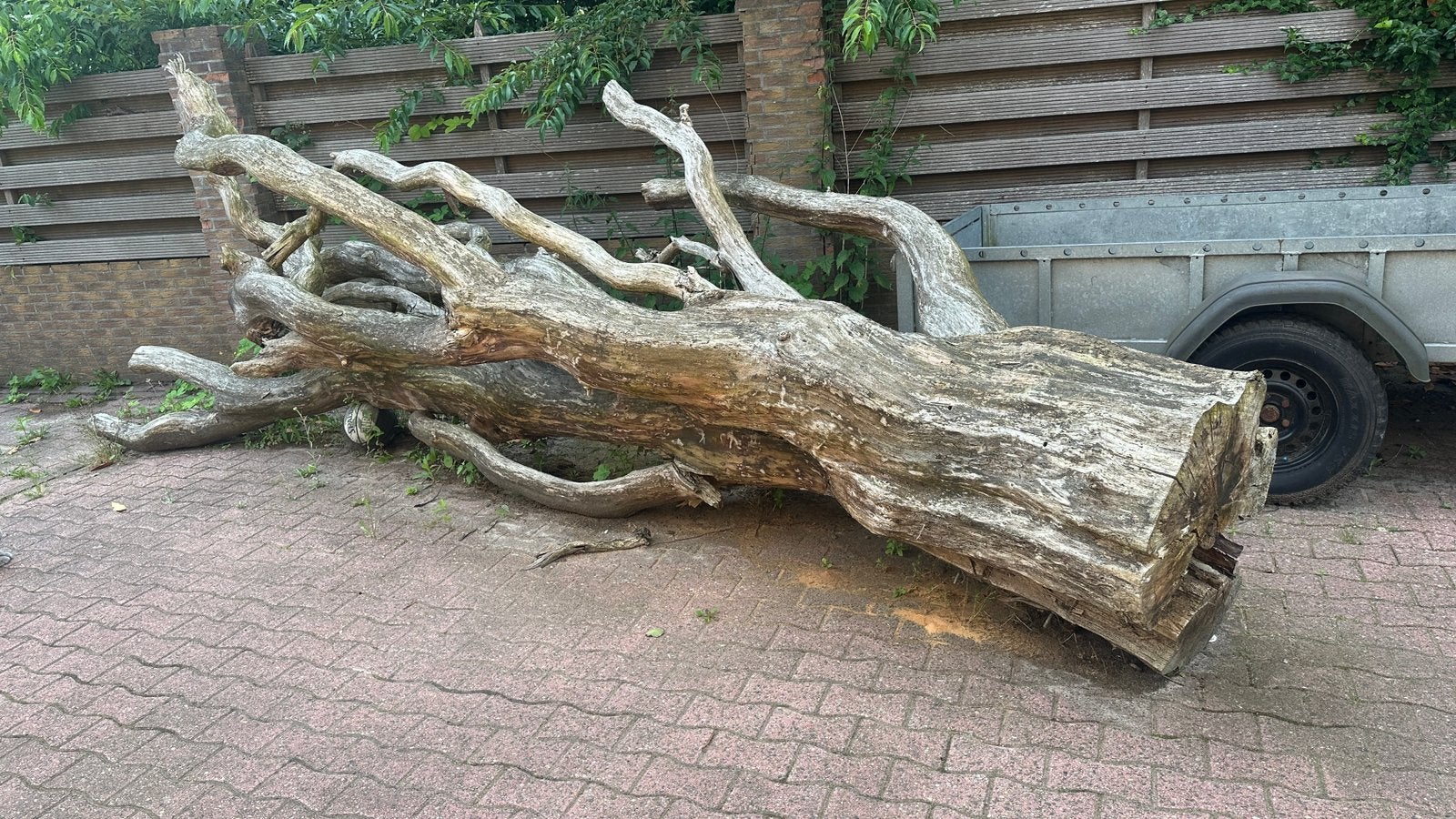 Boom wilgen gedroogd, Minder dan 3 m³, Ophalen of Verzenden