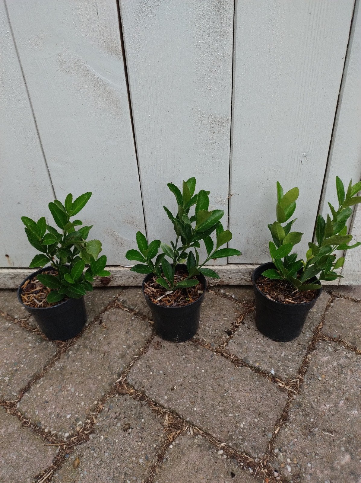 prachtige haagplanten, euonymus japonicus. P9 plantgoed, Tuin en Terras, Overige soorten, Vaste plant, Ophalen of Verzenden, Bloeit niet