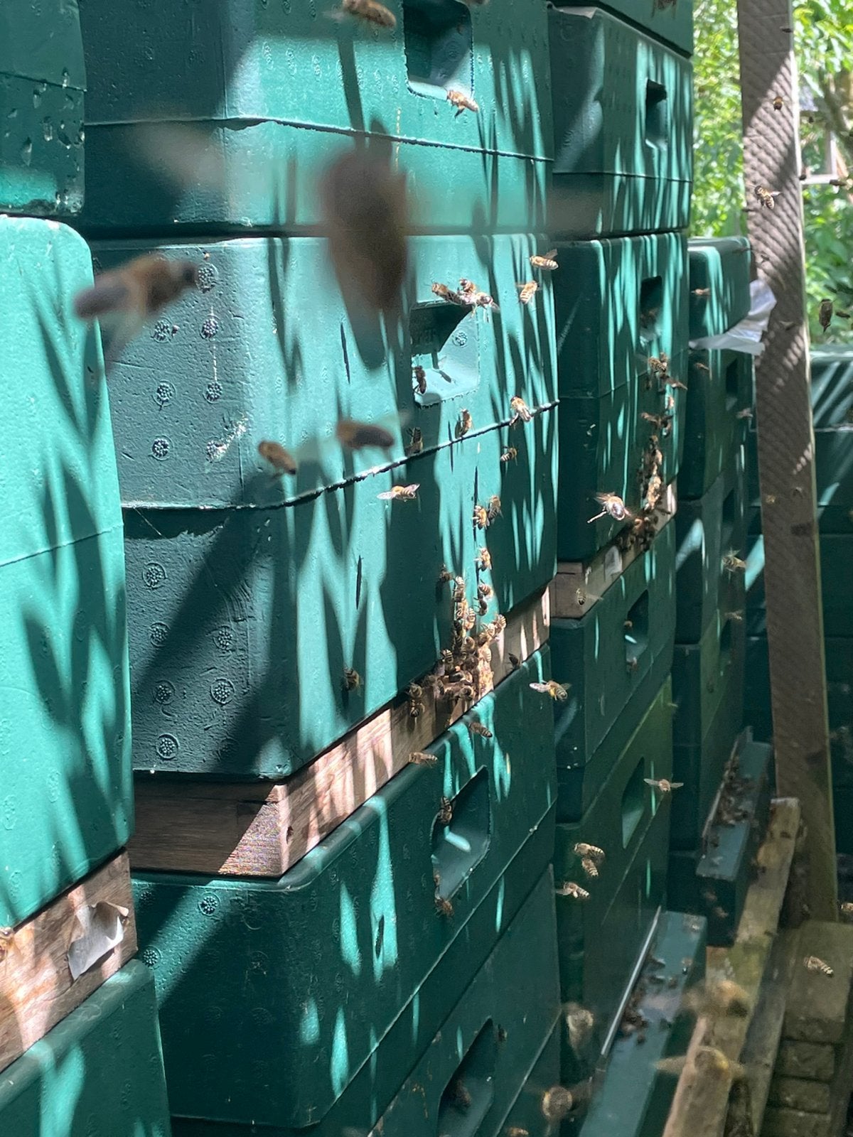 Bijenvolken Carnica  10/11 raams, Dieren en Toebehoren, Bijen