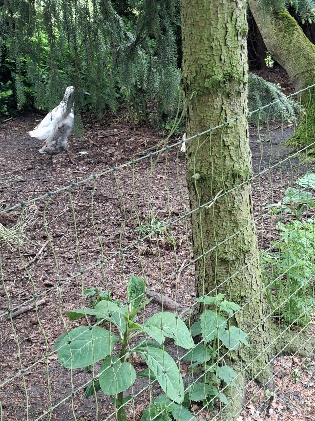 broedeieren loopeenden, Dieren en Toebehoren, Geslacht onbekend, Eend