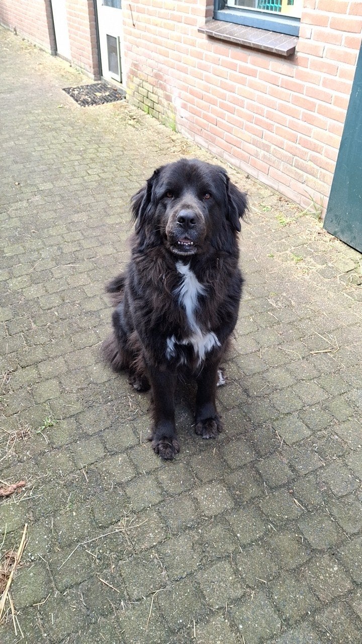 Newfoundlander pups, Dieren en Toebehoren, Meerdere, Meerdere dieren, Nederland, Particulier