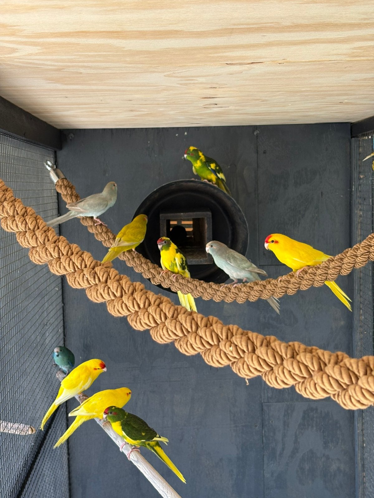 Kakariki geringd ontwormd pr in overleg, Dieren en Toebehoren, Meerdere dieren, Parkiet, Geringd