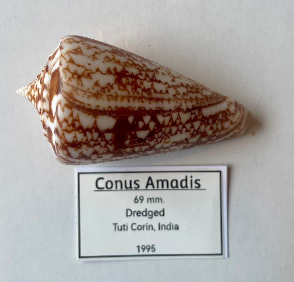 conidae schelpen (deel 1), Ophalen of Verzenden, Schelp(en)