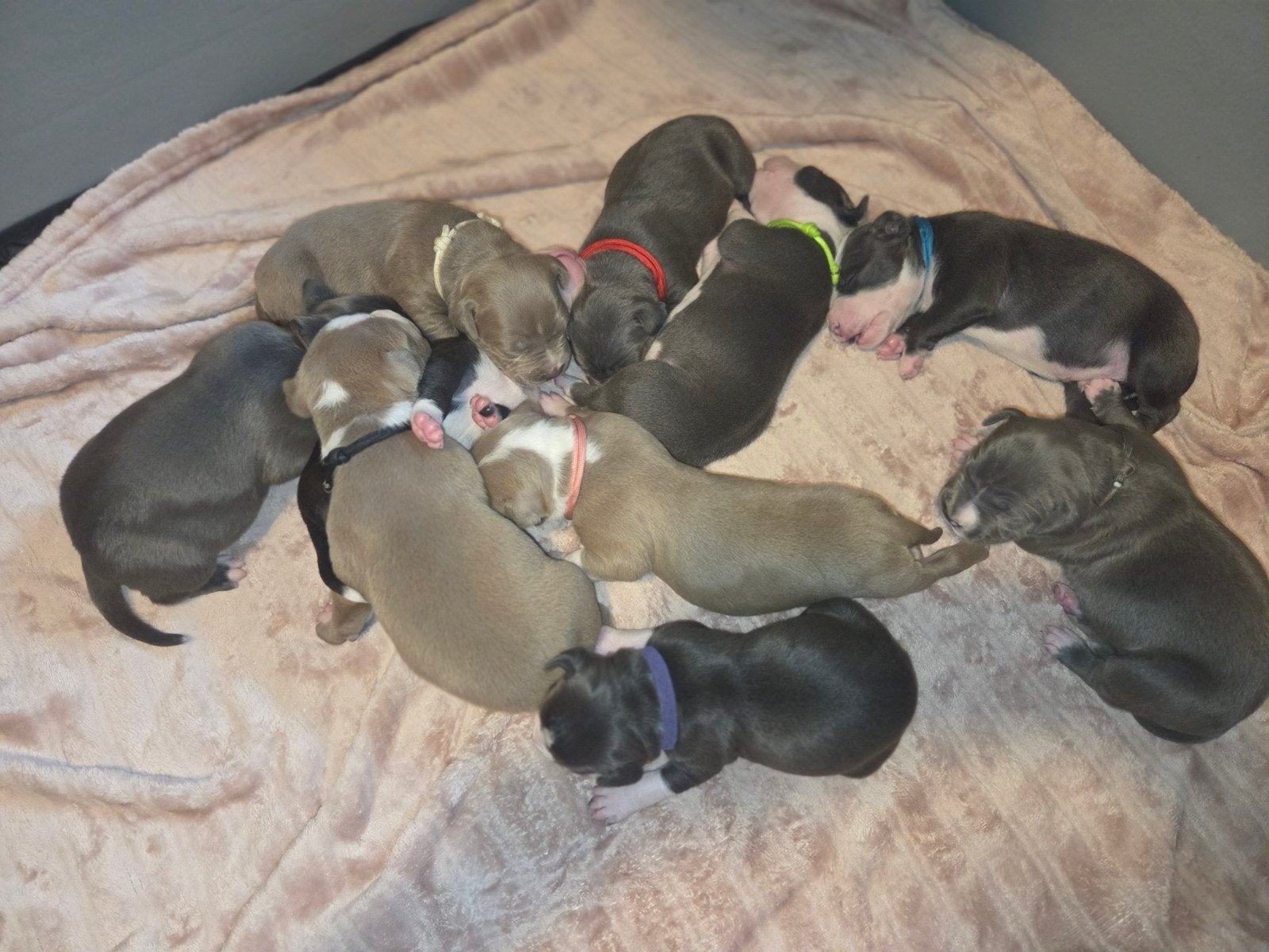 Amerikaanse stafford pups, Dieren en Toebehoren, Parvo, 8 tot 15 weken, American Staffordshire Terriër, Meerdere