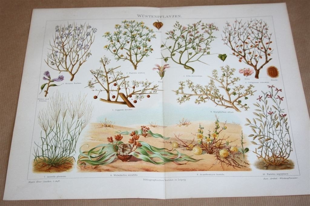 Antieke kleurenprent - Woestijnplanten - Ca 1900, Verzamelen, Foto's en Prenten, Ophalen of Verzenden, Voor 1940, Zo goed als nieuw