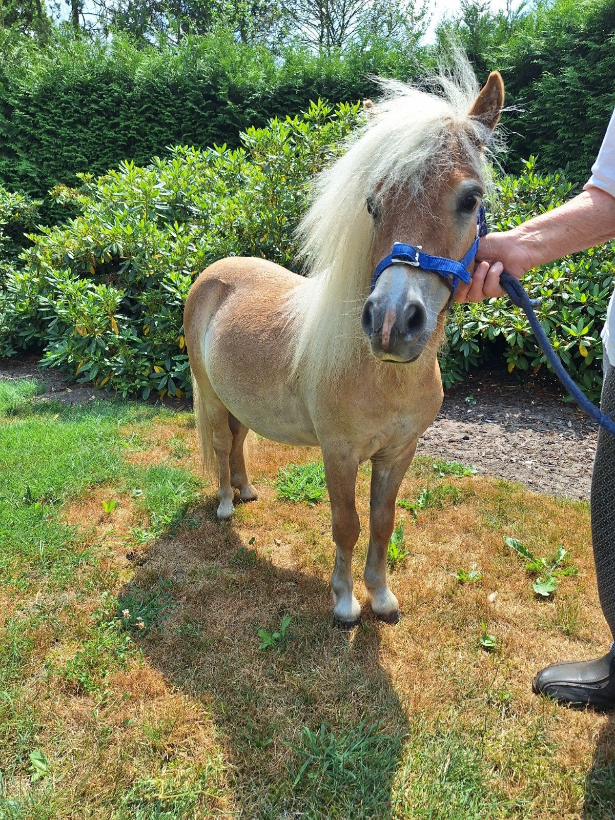 1 jarige mini "haflinger" hengst met NSPS registratie!!!, Dieren en Toebehoren, Pony's, Met stamboom, Niet van toepassing, 0 tot 2 jaar