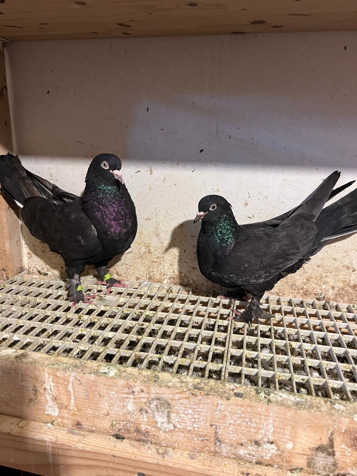 Takla duiven, Meerdere dieren, Overige soorten