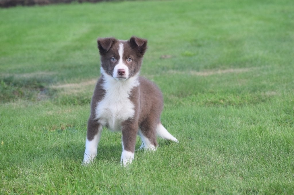 Border collie pups, België, 8 tot 15 weken, Meerdere, Meerdere dieren