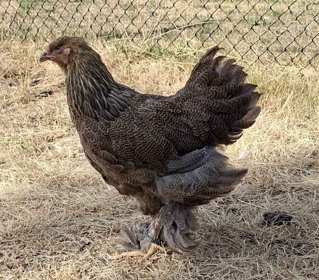 Brahma blauwpatrijs hennentje, Vrouwelijk, Kip