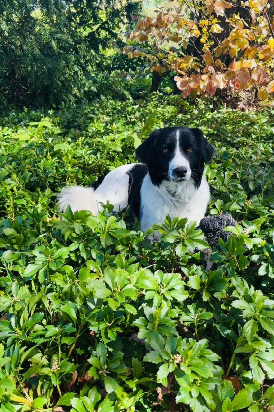 Friese stabij x Bordercollie, Reu, Eén hond, Nederland, Particulier