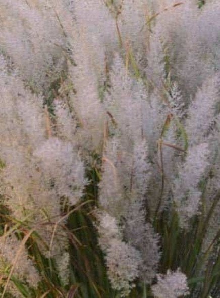 Calamagrostis brachytricha P9 - Diamantgras, Volle zon, Vaste plant, Siergrassen, Ophalen of Verzenden