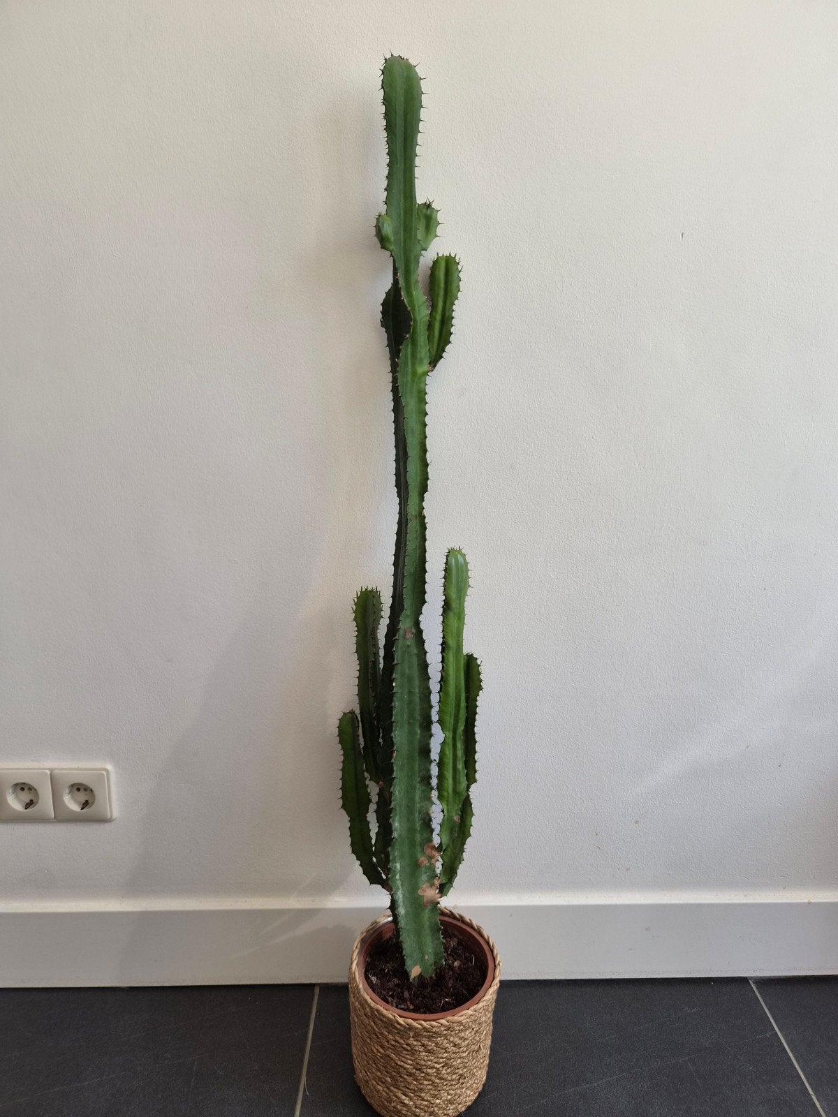 Grote Euphorbia Eritrea Cactus - ongeveer 1 m hoog, Ophalen, Cactus, Halfschaduw, 100 tot 150 cm