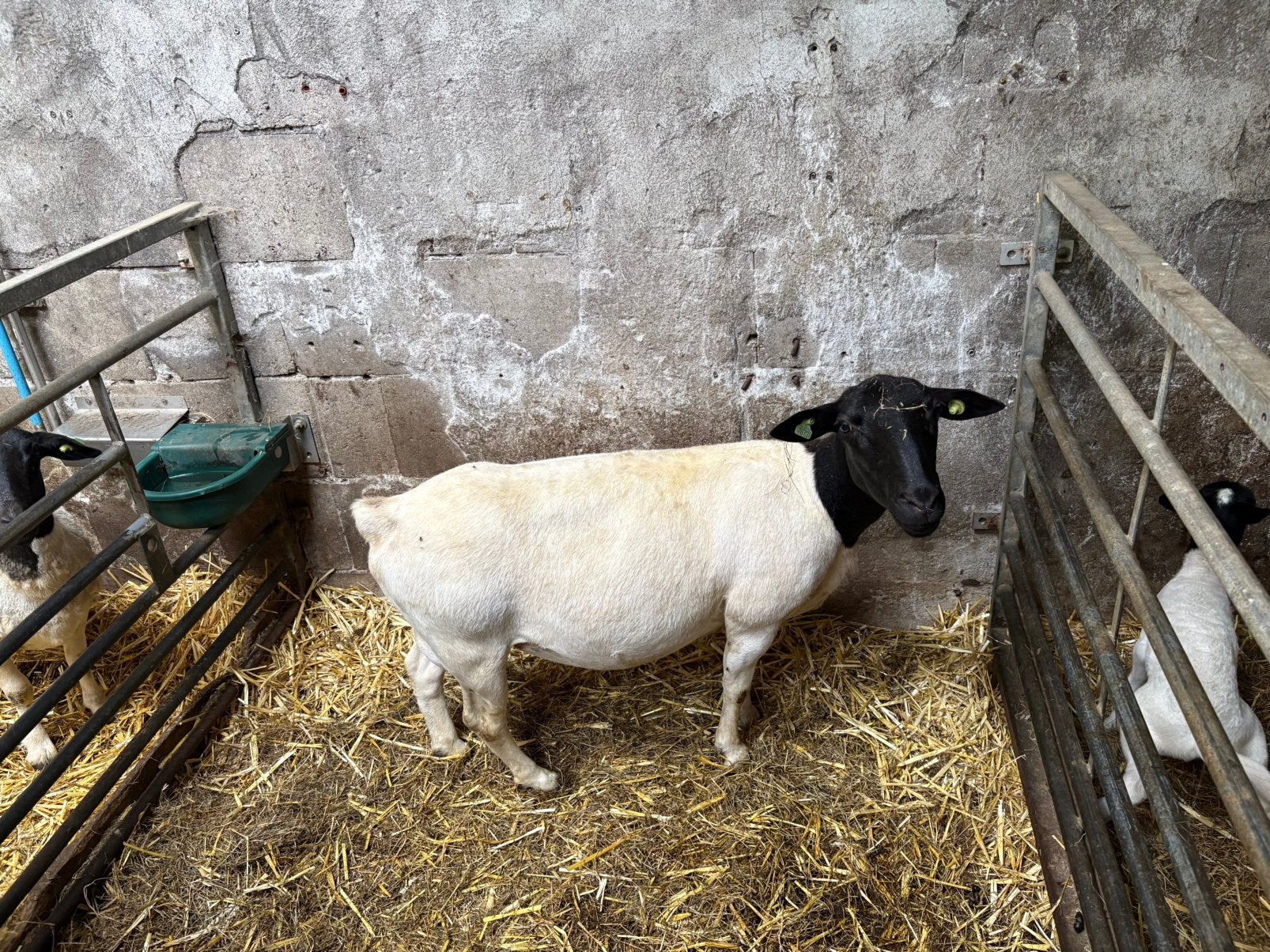 Tk dorper ooi van 2,5 jaar oud, Dieren en Toebehoren, Vrouwelijk, Schaap